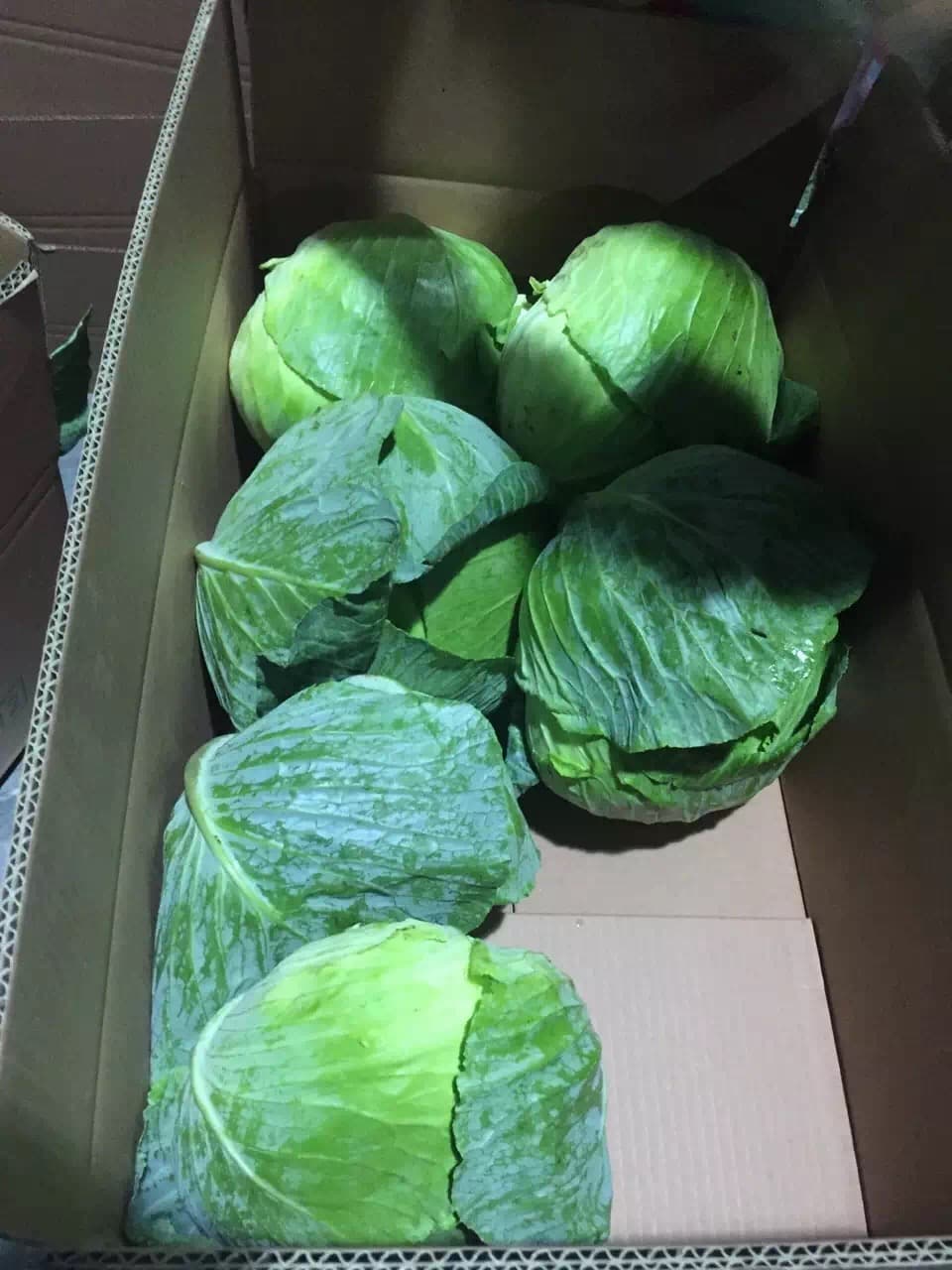 whole sale fresh cabbage in China